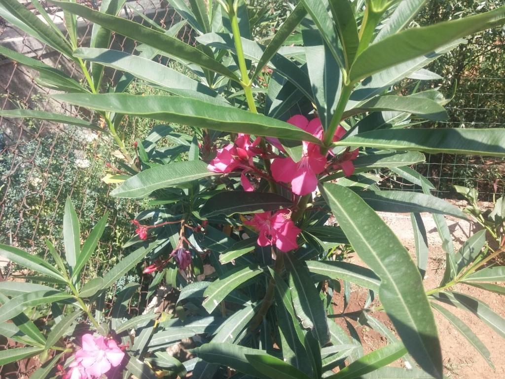 Colorful flowers in front of Manuela Apartments Pula