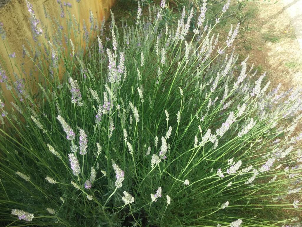 Garden with flowers – Manuela Apartments Pula, apartment with garden in Pula