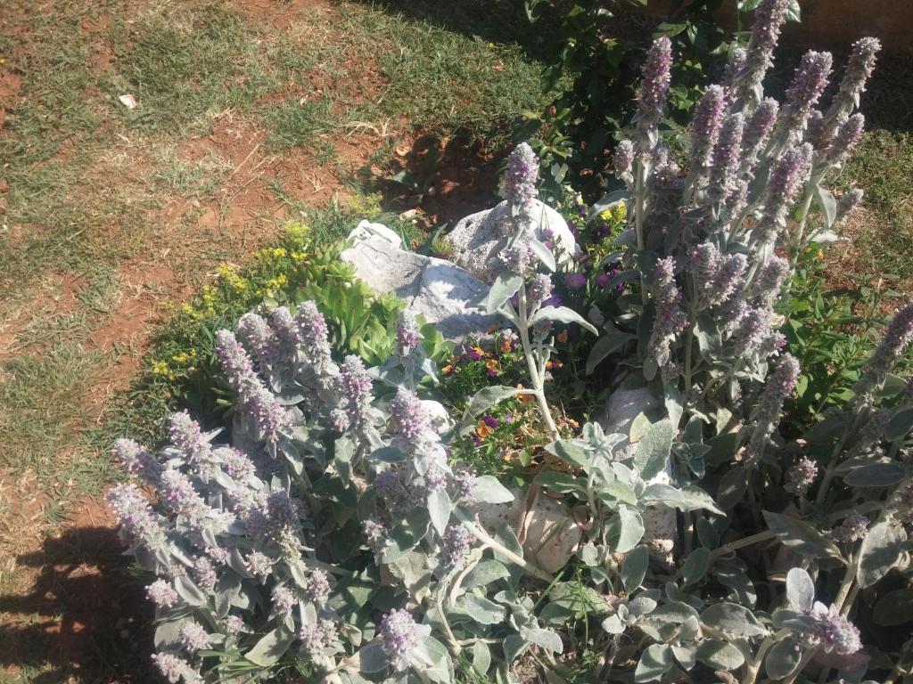 Flowers in the garden – Manuela Apartments Pula, pleasant holiday accommodation